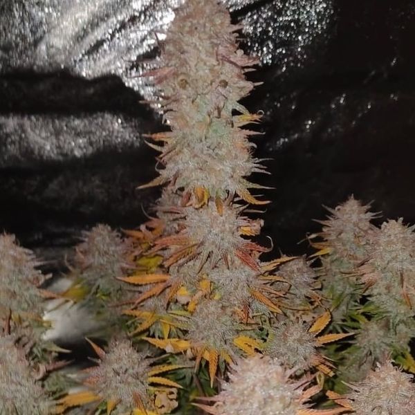 Sticky Gorilla 4 (Pure Instinto) feminizovaná