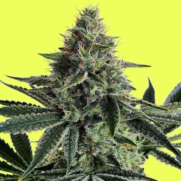 Lemon Storm (Pure Instinto) feminizovaná