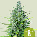 Royal Haze Samonakvétací (Royal Queen Seeds) feminizovaná