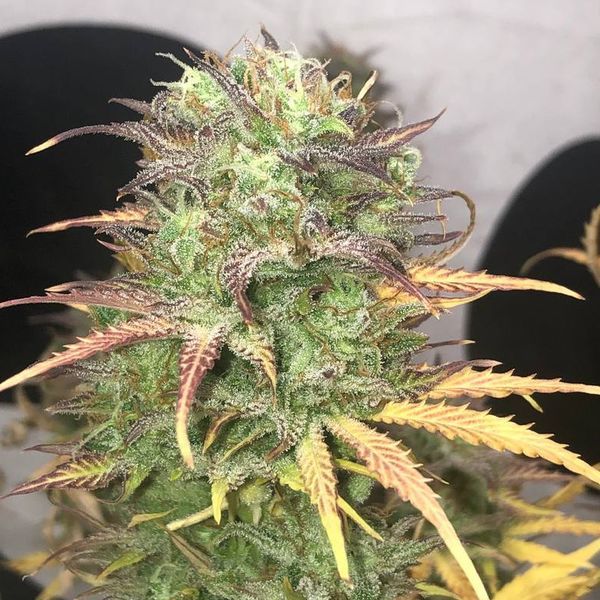 Girl Scout Kush Samonakvétací (Pure Instinto) feminizovaná