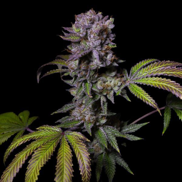 Aca-Dos Delight (Pure Instinto) feminizovaná