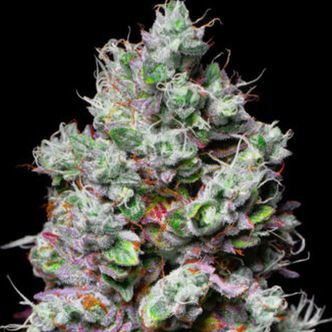 Mochi (Pure Instinto) feminizovan&aacute;