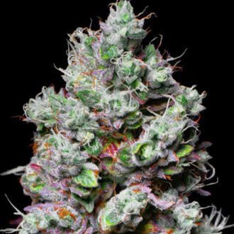 Mochi (Pure Instinto) feminizovan&aacute;