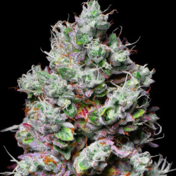 Mochi (Pure Instinto) feminizovaná