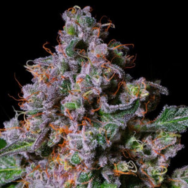 La Macedonia (Pure Instinto) feminizovaná