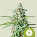 Northern Light Samonakvétací (Royal Queen Seeds) feminizovaná