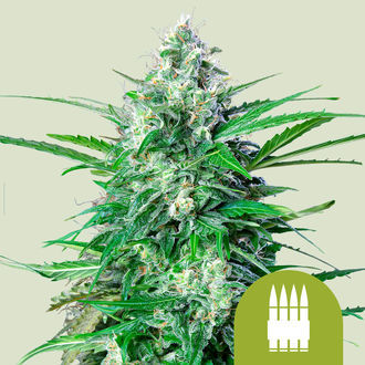Royal AK Samonakv&eacute;tac&iacute; (Royal Queen Seeds) feminizovan&aacute;