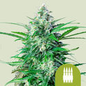 Royal AK Samonakvétací (Royal Queen Seeds) feminizovaná