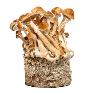 Kambodža tekutá kultura ve stříkačce (Acid Shroomz)