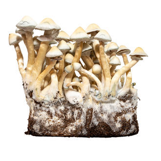 Stříkačka s tekutou kulturou Albino A+ (Acid Shroomz)