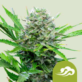 Royal Bluematic (Royal Queen Seeds) feminizovaná