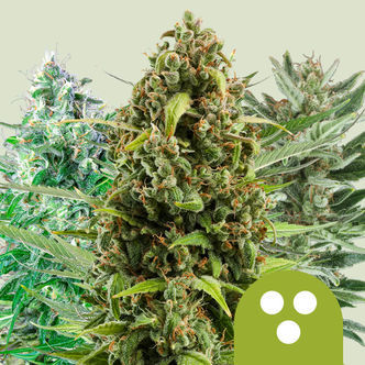 Samonakv&eacute;tac&iacute; mix (Royal Queen Seeds) feminizovan&eacute;