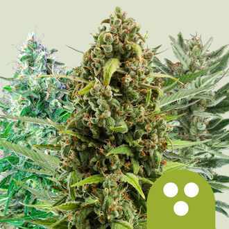 Samonakvétací mix (Royal Queen Seeds) feminizované