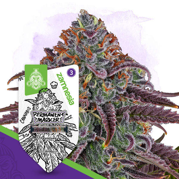 Permanent Marker (Zamnesia Seeds) feminizované