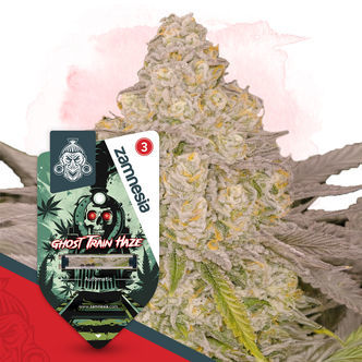 Ghost Train Haze Samonakv&eacute;tac&iacute; (Zamnesia Seeds) feminizovan&aacute;