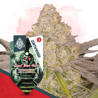 Ghost Train Haze Samonakvétací (Zamnesia Seeds) feminizovaná