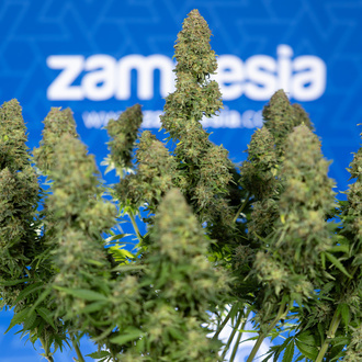 Ghost Train Haze Samonakvétací (Zamnesia Seeds) feminizovaná