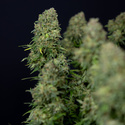 Ghost Train Haze Samonakvétací (Zamnesia Seeds) feminizovaná