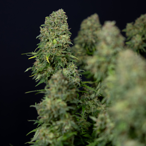 Ghost Train Haze Samonakvétací (Zamnesia Seeds) feminizovaná