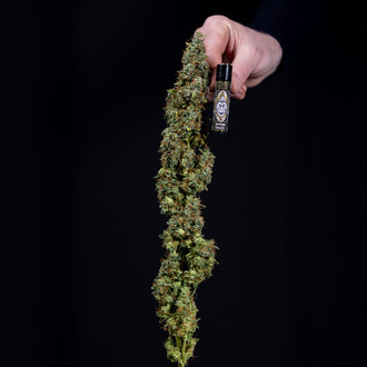 Ghost Train Haze Samonakvétací (Zamnesia Seeds) feminizovaná