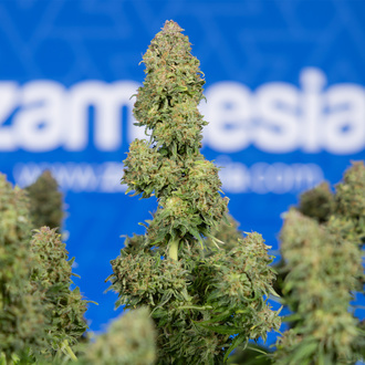 Ghost Train Haze Samonakvétací (Zamnesia Seeds) feminizovaná