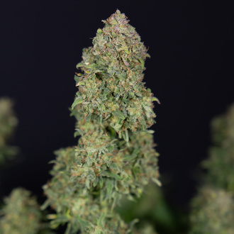 Ghost Train Haze Samonakvétací (Zamnesia Seeds) feminizovaná