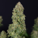 Ghost Train Haze Samonakvétací (Zamnesia Seeds) feminizovaná