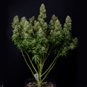 Ghost Train Haze Samonakvétací (Zamnesia Seeds) feminizovaná