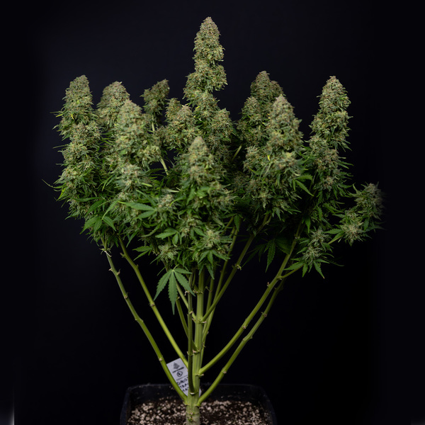Ghost Train Haze Samonakvétací (Zamnesia Seeds) feminizovaná