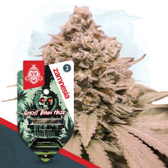 Ghost Train Haze (Zamnesia Seeds) feminizovan&aacute;