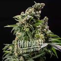 Cafe Racer Samonakvétací (Blimburn Seeds) feminizovaná