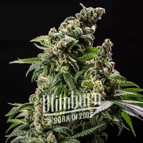 Cafe Racer Samonakvétací (Blimburn Seeds) feminizovaná