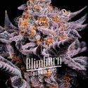 Bubble Gum Sherb (Blimburn Seeds) feminizovaná