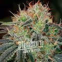 Fat Bastard (Blimburn Seeds) feminizovaná