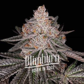 Apple Fritter Auto (Blimburn Seeds) feminizovaná