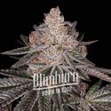Apple Fritter Auto (Blimburn Seeds) feminizovaná