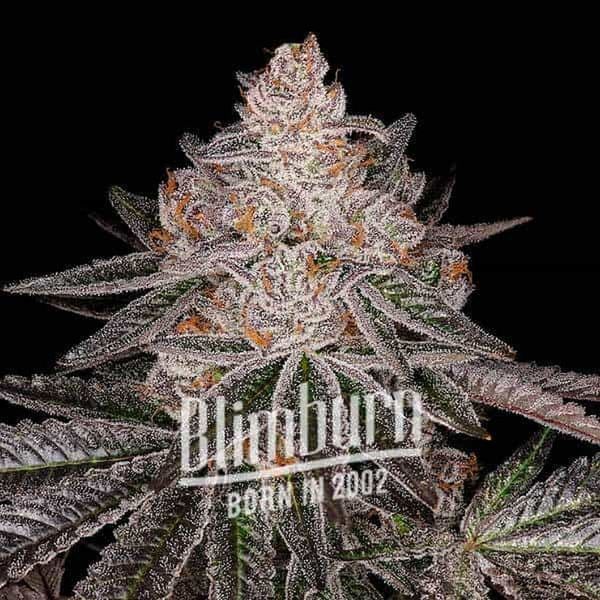 Apple Fritter Auto (Blimburn Seeds) feminizovaná