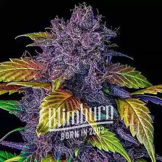 Purple Lemonade Samonakvétací (Blimburn Seeds) feminizovaná