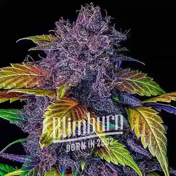 Purple Lemonade Samonakvétací (Blimburn Seeds) feminizovaná