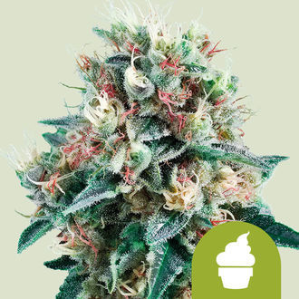 Royal Creamatic (Royal Queen Seeds) feminizovaná