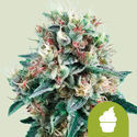 Royal Creamatic (Royal Queen Seeds) feminizovaná