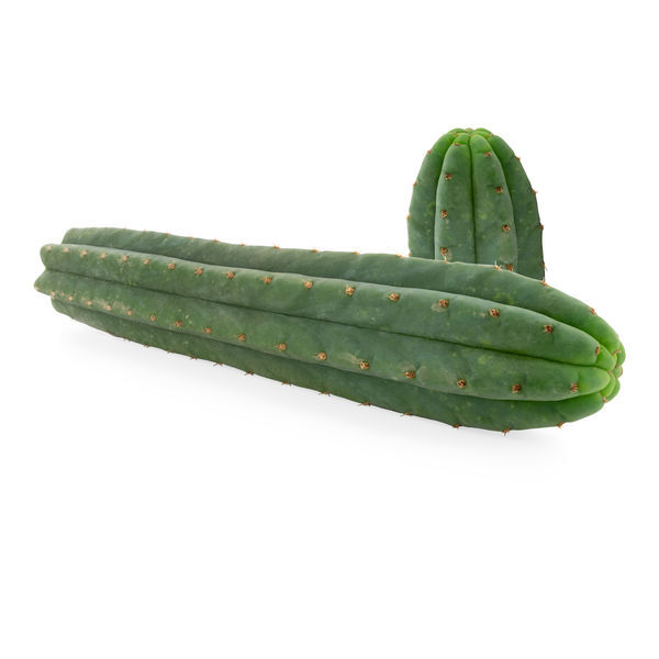 7žebrový San Pedro (Echinopsis pachanoi)