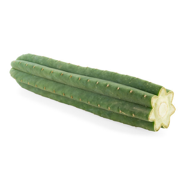 7žebrový San Pedro (Echinopsis pachanoi)