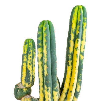 San Pedro panašovaný (Echinopsis pachanoi variegata) Buenavista