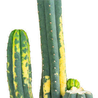 San Pedro panašovaný (Echinopsis pachanoi variegata) Buenavista
