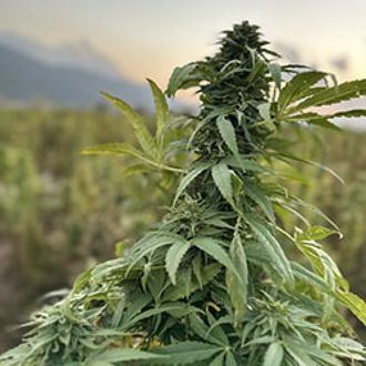 Paktia (Afghan Seed Connection) regul&eacute;rn&iacute;