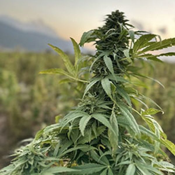 Paktia (Afghan Seed Connection) regulérní