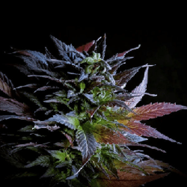 Herat (Afghan Seed Connection) Regulérní