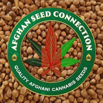 Herat (Afghan Seed Connection) Regulérní