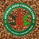 Herat (Afghan Seed Connection) Regulérní